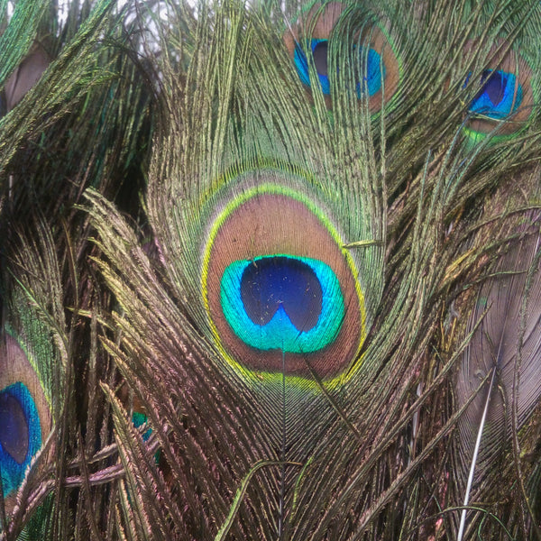 Plumas De Pavo Real (ojo) Naturales