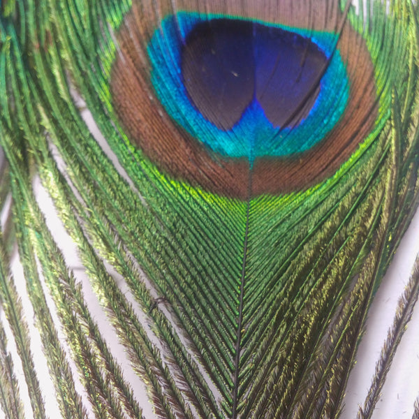 Plumas De Pavo Real (ojo) Naturales
